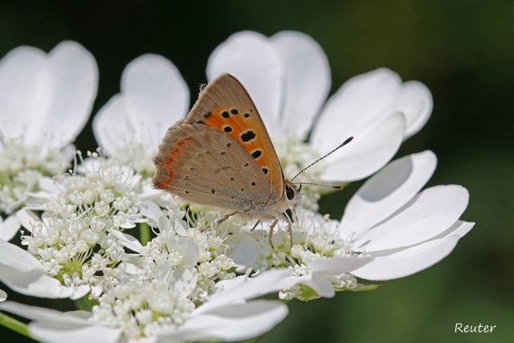 Kleiner Feuerfalter (Lycaena phlaeas)